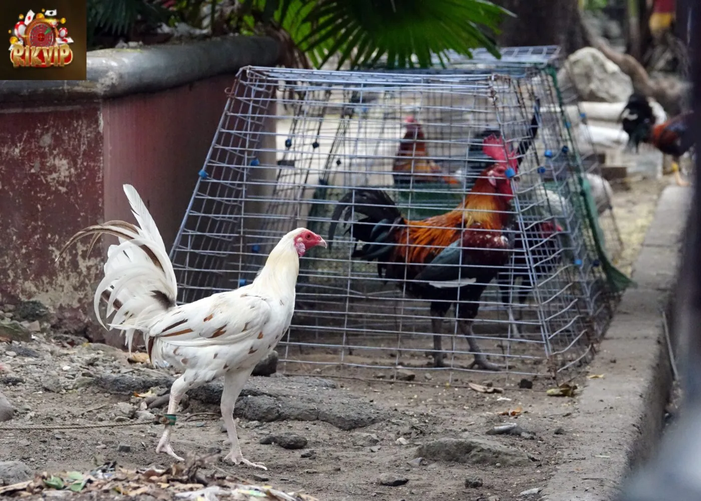 Thông tin cần nắm về hình thức đá gà trực tuyến 