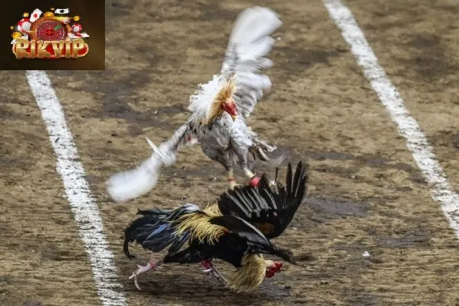 Kinh nghiệm đá gà khiến các game thủ nhanh phát tài